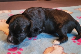 Puppy 3
