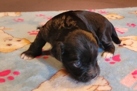 Puppy 3