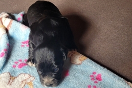 Puppy 2