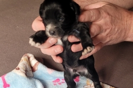 Puppy 2