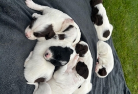Llewellin Setters
