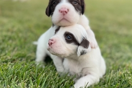Llewellin Setters
