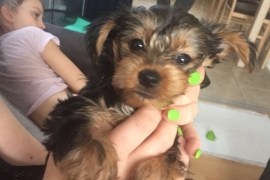 Yorkshire Terrier