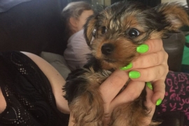 Yorkshire Terrier