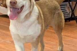 Husky