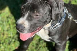 Cane Corso x Argentinian Dogo