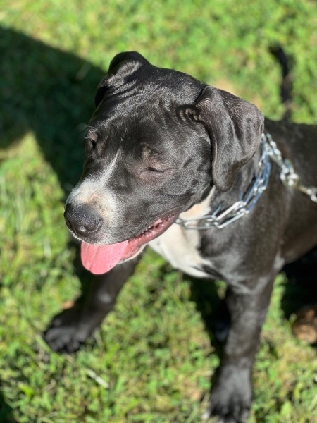Cane Corso x Argentinian Dogo