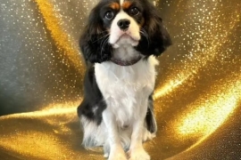 Cavalier King Charles