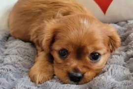 Cavalier King Charles