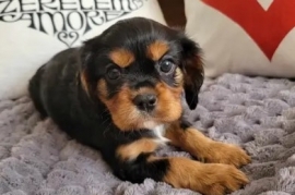 Cavalier King Charles
