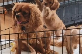 Cavalier King Charles