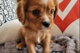 Cavalier King Charles