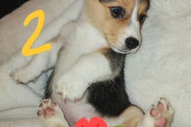 corgi
