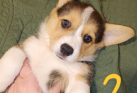 corgi