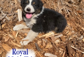 Australian Shepherds