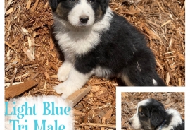Australian Shepherds