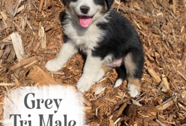 Australian Shepherds