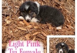 Australian Shepherds