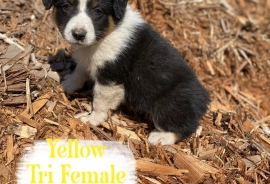 Australian Shepherds