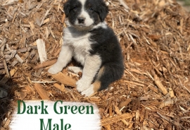 Australian Shepherds