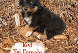 Australian Shepherds