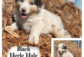Australian Shepherds