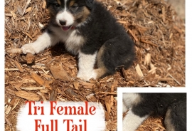 Australian Shepherds