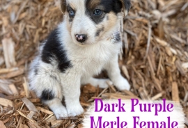 Australian Shepherds