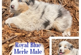 Australian Shepherds