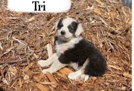 Australian Shepherds