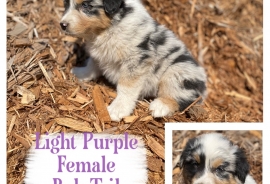 Australian Shepherds