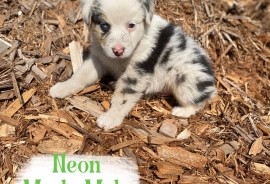 Australian Shepherds