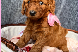 Mini Goldendoodle