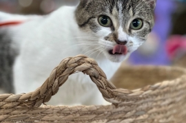Domestic Short Hair