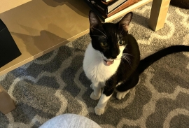 Domestic Short Hair