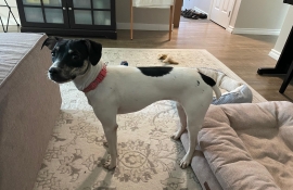 Terrier