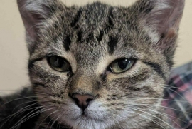 Tabby