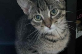 Tabby