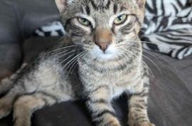 Tabby