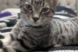 Tabby