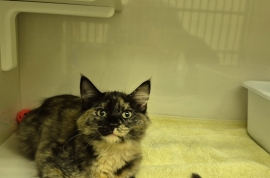 Domestic Medium Hair