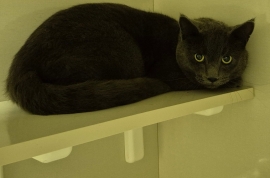 Domestic Short Hair