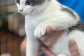 Domestic Short Hair