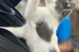 Domestic Short Hair