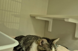 Domestic Short Hair