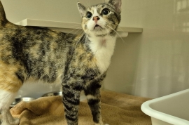 Domestic Short Hair