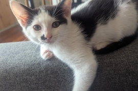 Domestic Short Hair