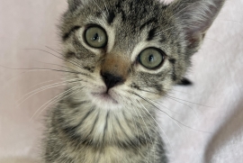 Domestic Short Hair