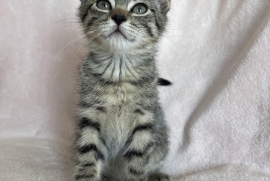 Domestic Short Hair