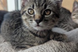Domestic Short Hair